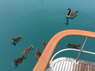 007 Goosey and her ducks