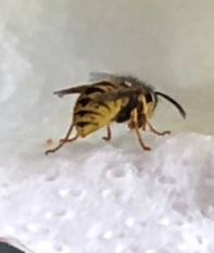 119 Wasp